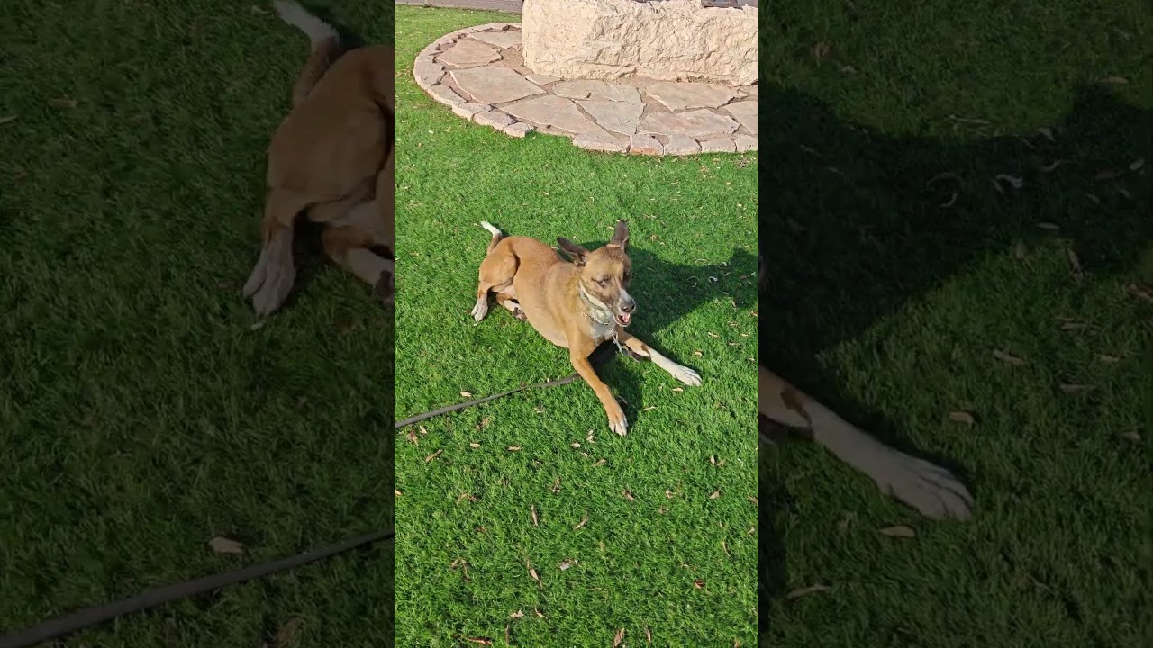 The dog loves scratching on the astro turf!