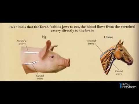 Divine Knowledge In The Torah: Kosher Animal Secrets (3 minutes)
