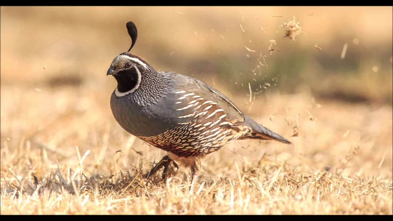 The Yishai Fleisher Show: Cloudy With a Chance of Quail