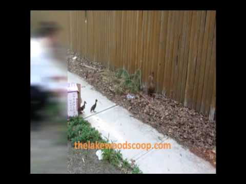 Chaveirim Reuniting Ducklings With Mother