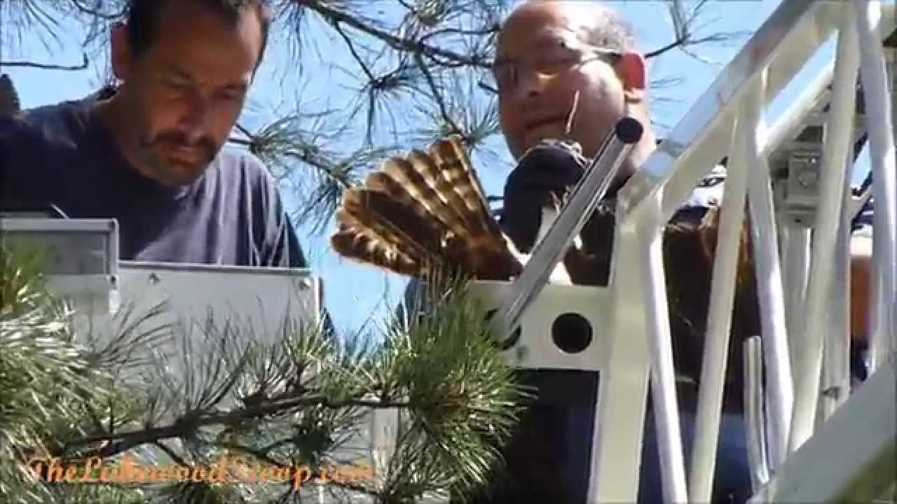 Osprey Tangled in Tree Rescued by Lakewood NJ Police and Firefighters