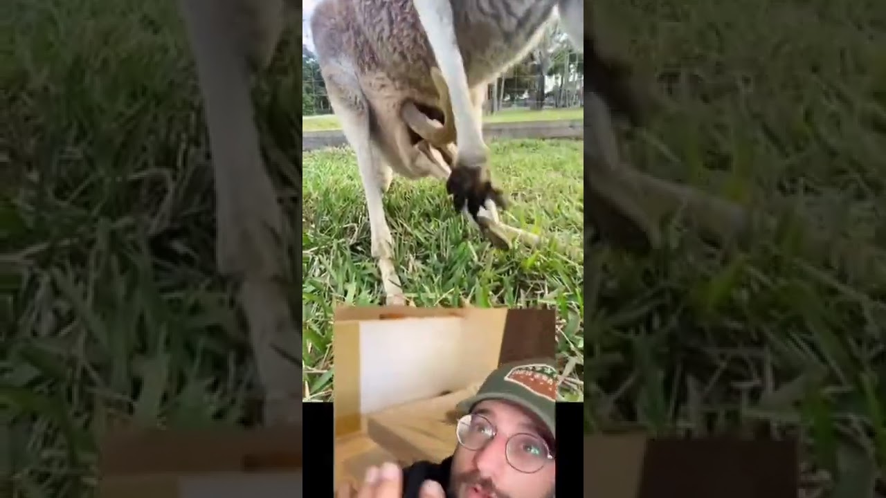 הקנגרו הקדוש