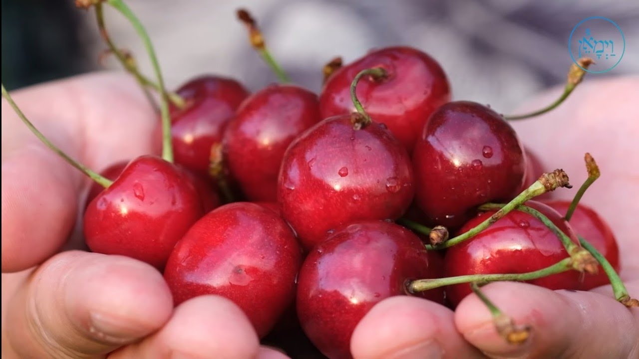 A Bank Full of Cherries | Rabbi Binyomin Pruzansky