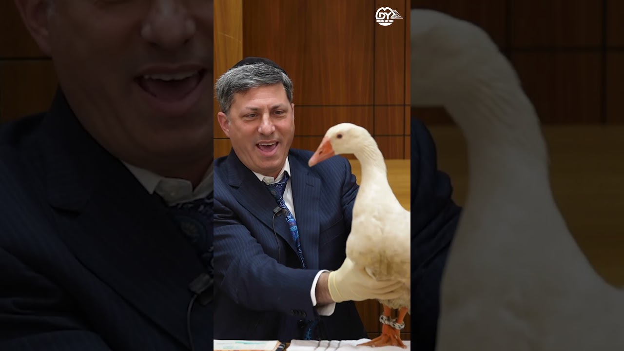 Duck Duck Goose...