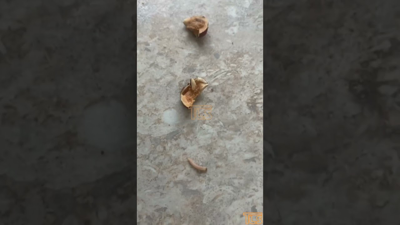 Worm-infested hazelnuts