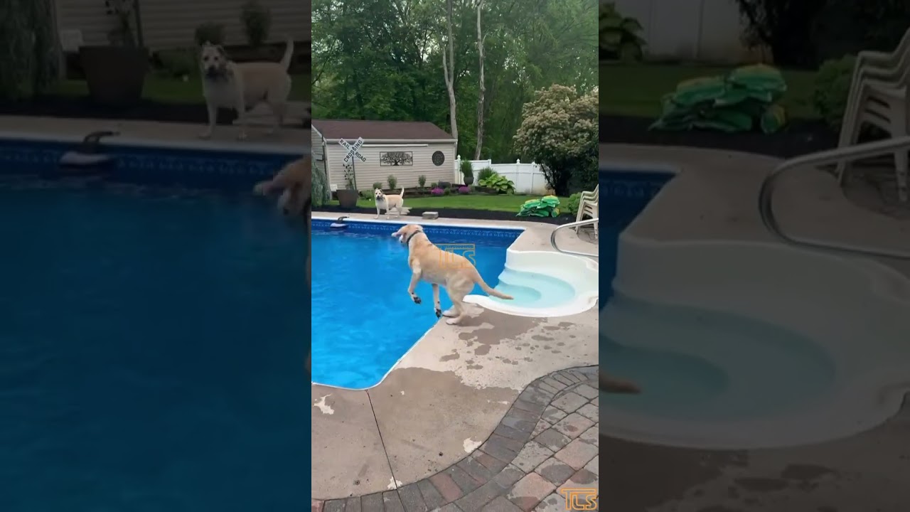 Max - Lakewood’s First Dog