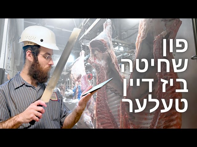 KOSHER MEAT process START to FINISH | Shechita שחיטה