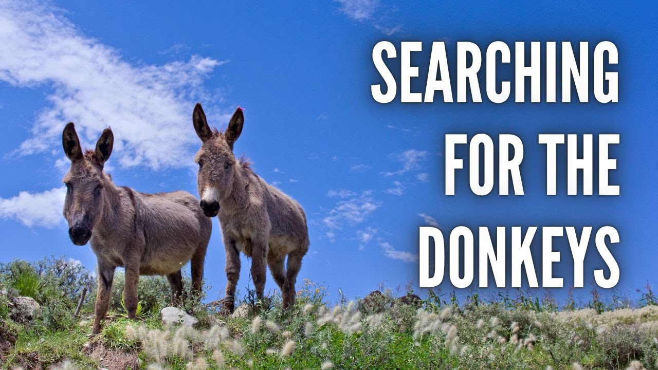 Searching for the Donkeys | Five Qualities of Jewish Leadership