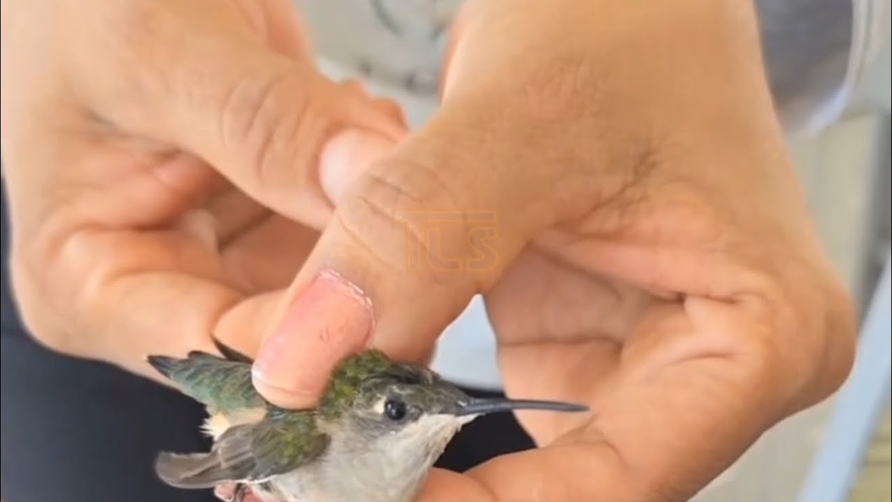 Catching a hummingbird in our kitchen