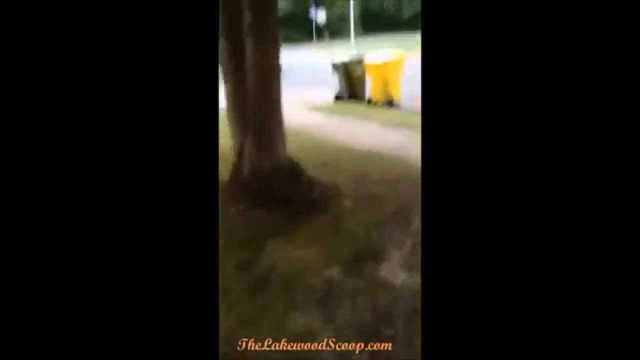 Pigs Running Loose in Lakewood