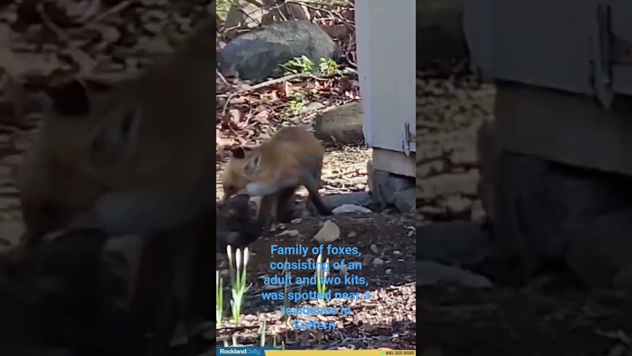 Family of foxes, consisting of an adult and two kits, was spotted near a residence in Suffern.