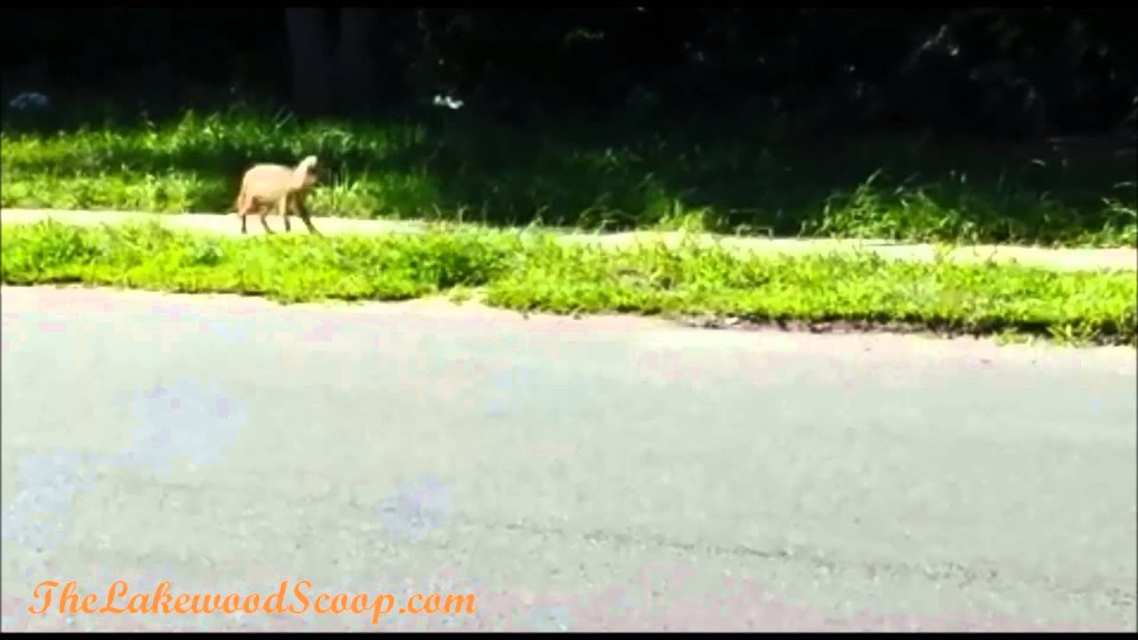 Coyote in Lakewood TLS