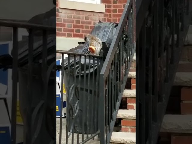 Adorable Squirrel enjoys a Donut!