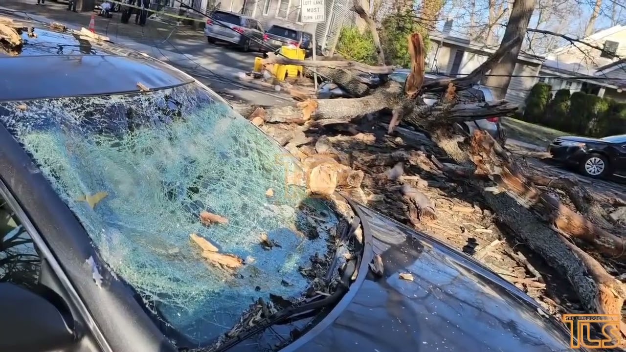 Tree falls and crushes two vehicles in Lakewood