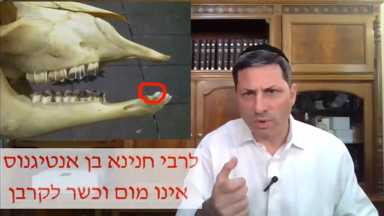 8 Min Daf - Bechoros Daf 39 by R’ Eli Stefansky
