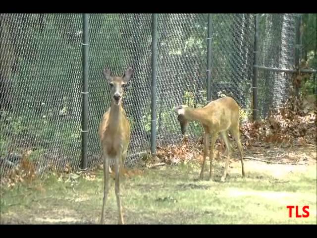 2 Deer trapped after jumping over fence