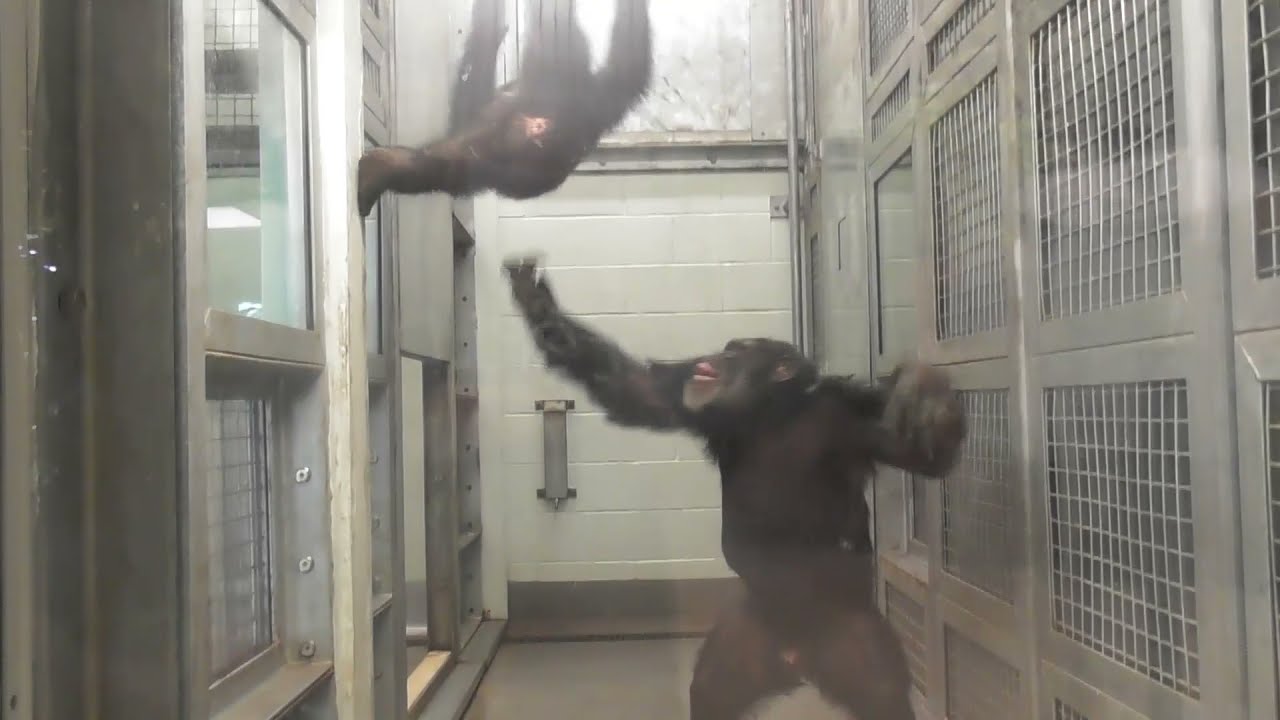 Chimpanzee Tests - Edinburgh Zoo