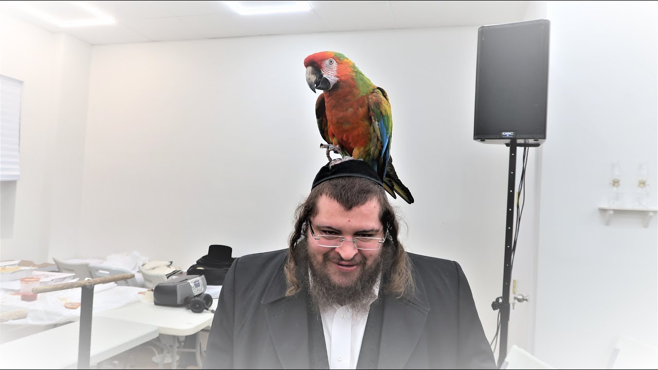 הערליכע פארשטעלונג דורך די פאפיגייער רבי שליט"א לכבוד חודש אדר