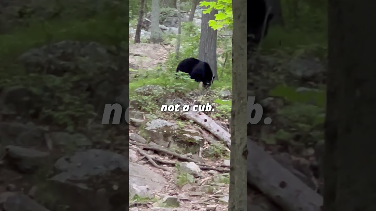 My encounter with a bear in Kakiat Park #shorts