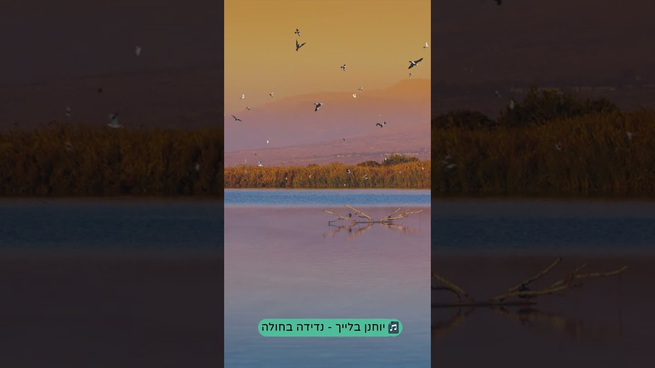 אם שמורת החולה היתה שיר... 🐦🐾 #מעגל_תנועה