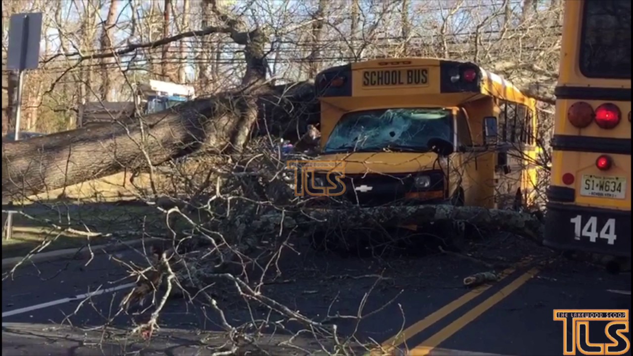 Tree comes down on school buses in Lakewood