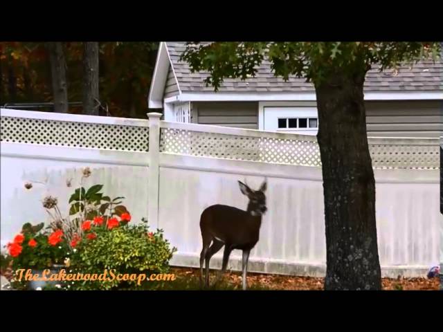 Deer Running Around Lakewood Development