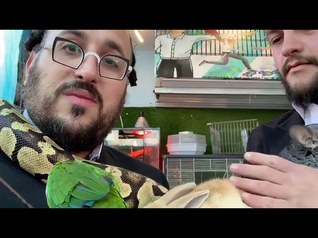 Lipa Shmeltzer covered in Animals