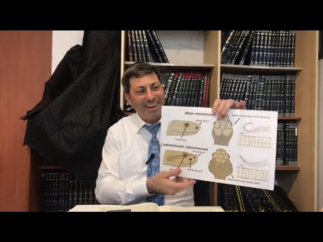 Daf Yomi Niddah Daf 24  by R’ Eli Stefansky