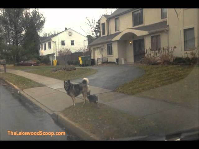 Dogs Running in Traffic Lakewood - Rescued by Chaveirim