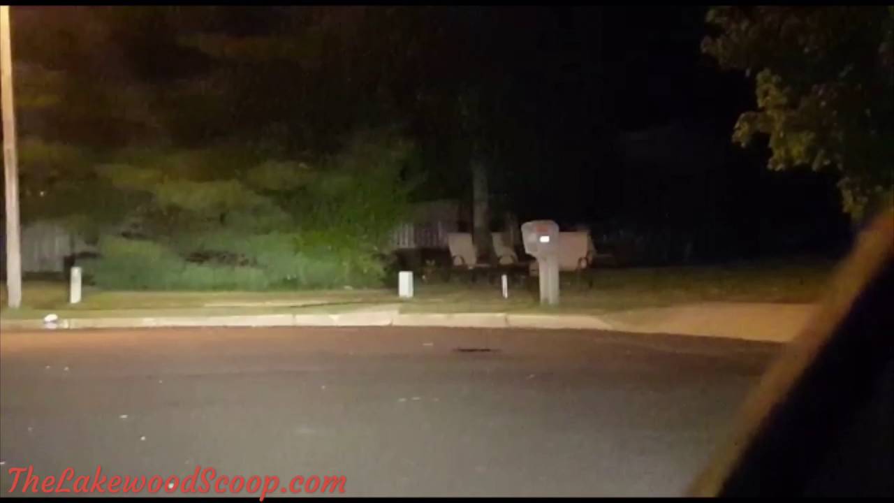 Fox in Raintree
