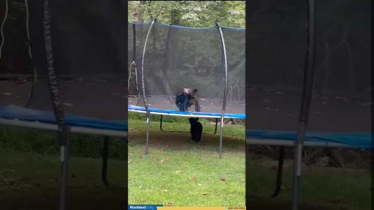 An adorable family of bears spent the afternoon playing on a trampoline on Golden Rd in Montebello.
