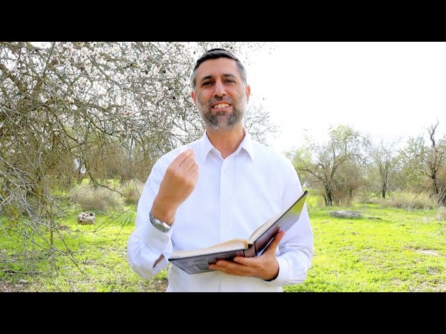 Bitachon 193 - Learn Torah Get Bitachon