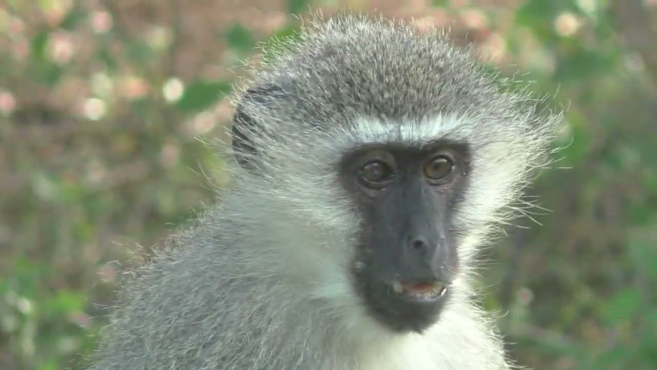Toras HaSafari: Torah Evolution; Kruger National Park - Journey to South Africa