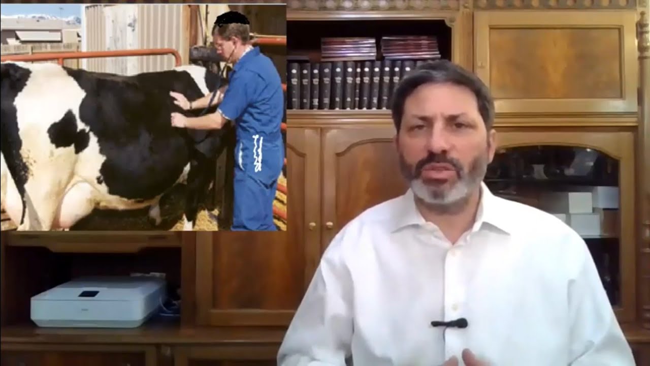 8 Min Daf - Bechoros Daf 29 by R’ Eli Stefansky