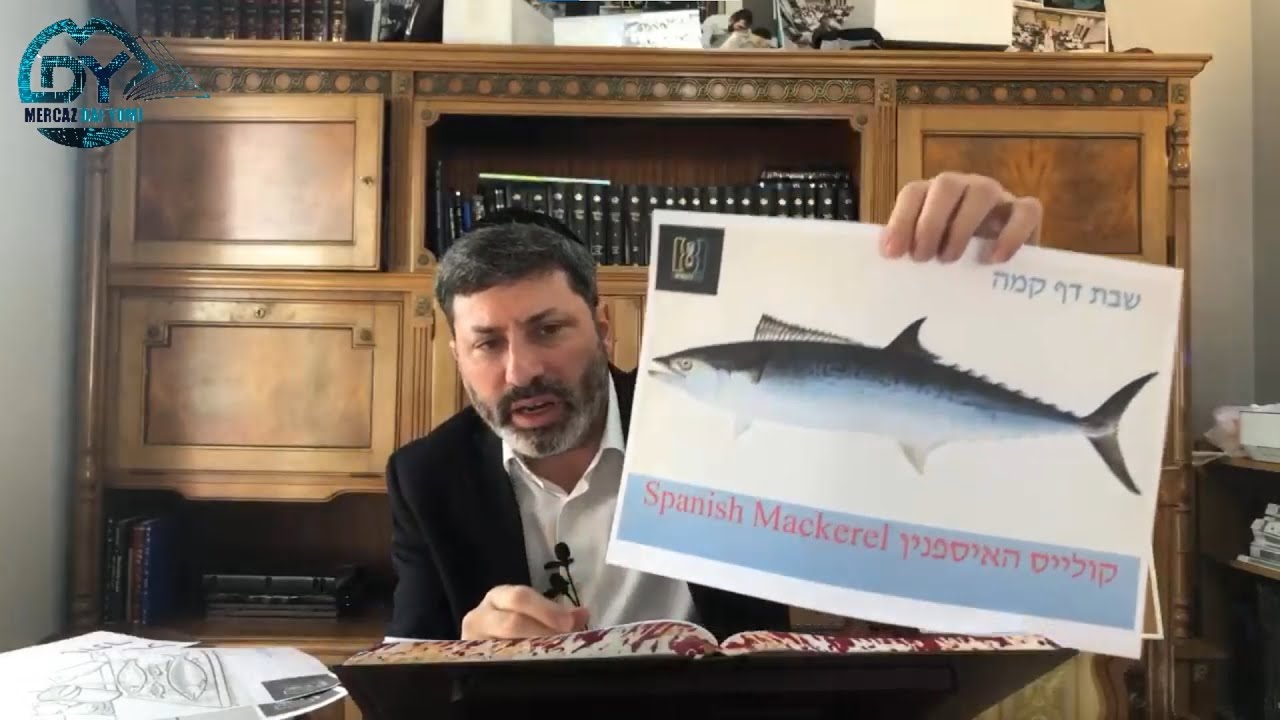 Daf Yomi Shabbos Daf 145 by R’ Eli Stefansky