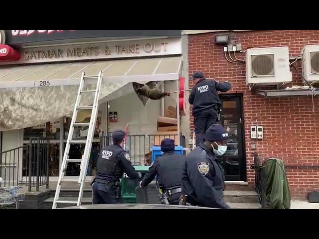NYPD Responding for a wild raccoon in a Brooklyn based Butcher store