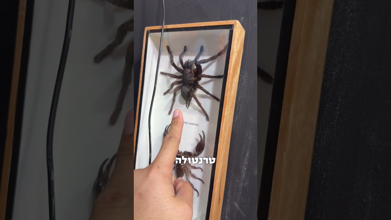 השכן שמאוד אוהב נחשים