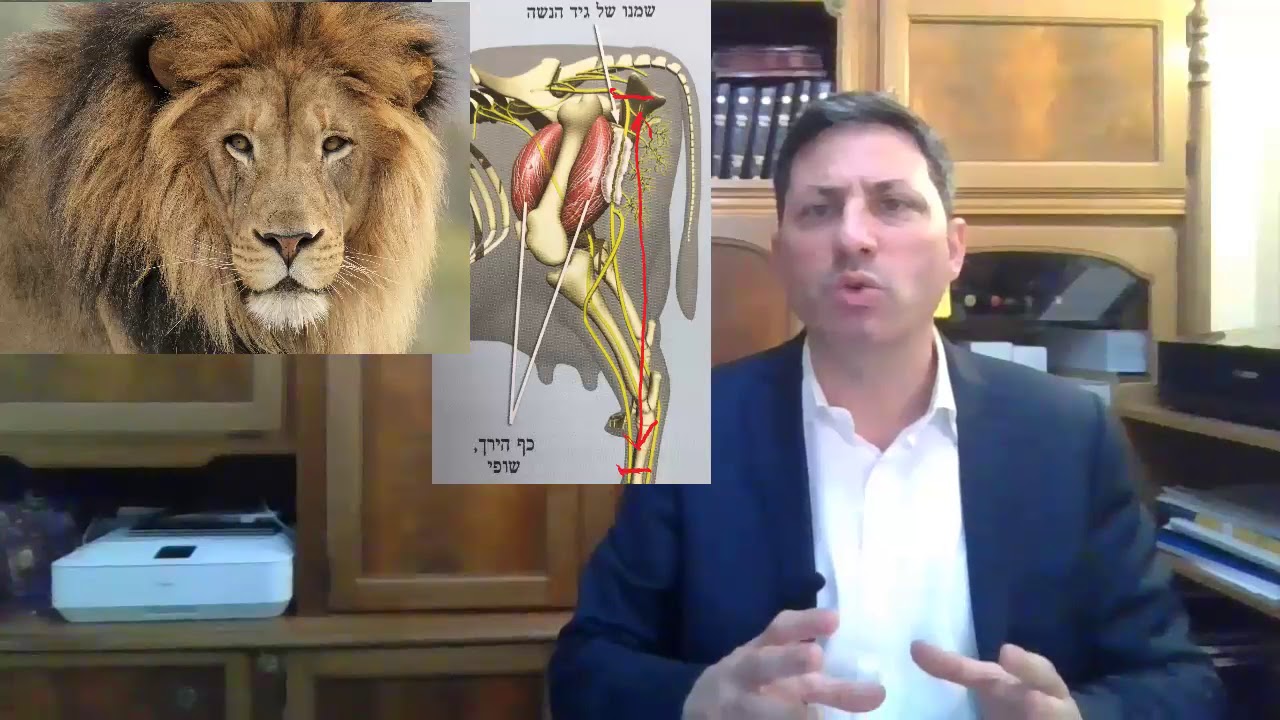 Hebrew סיכום הדף בעברית חולין דף קא