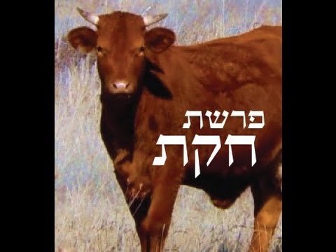 שיחת חיזוק (15) בטלפון (פרשת חקת, האם התורה עדיין רלוונטית לדור שלנו?) בתכנית TorahMates