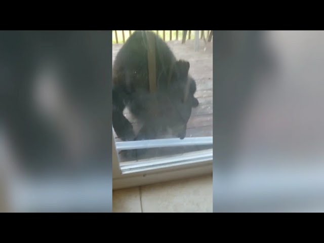 Family Waking Up By Bear On Their porch!