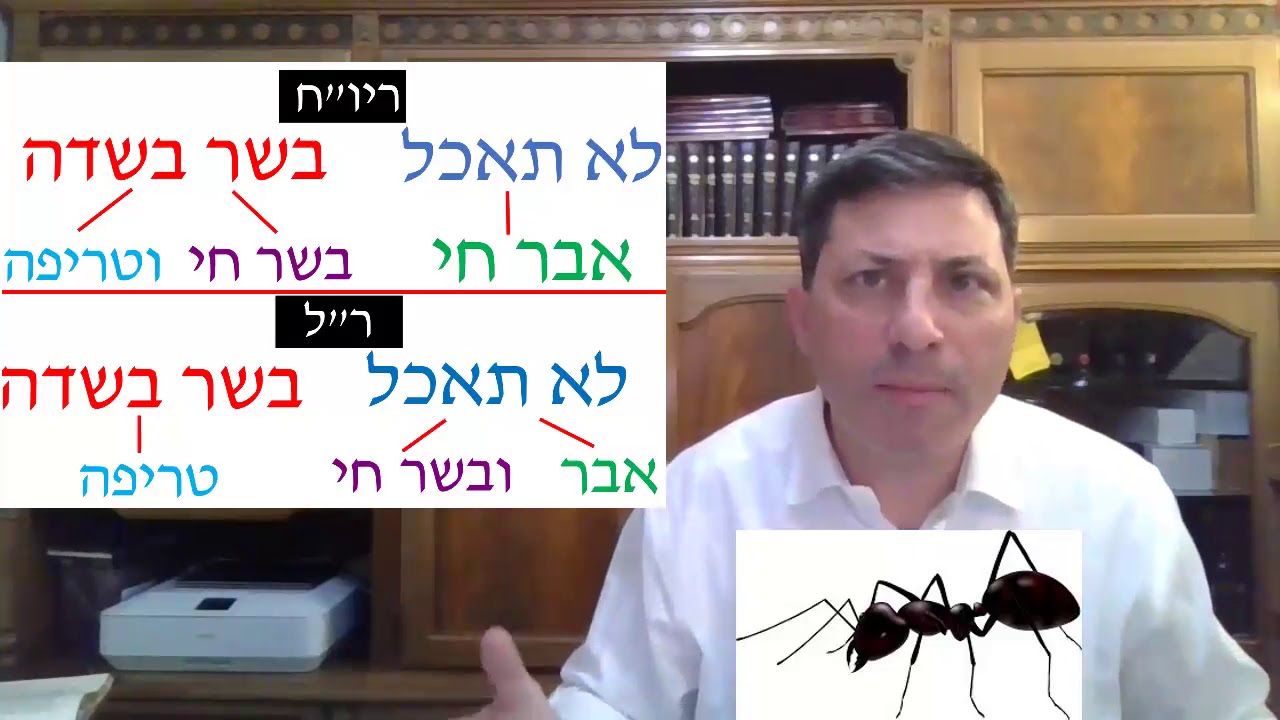 Hebrew סיכום הדף בעברית חולין דף קג