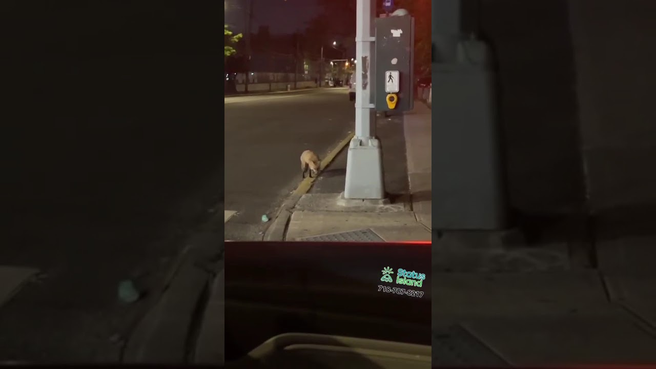 Fox spotted on Brielle Ave in Manor Heights #nyc #statenisland  #wildlife
