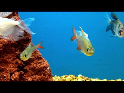 1 Hour of a relaxing scene and beautiful background music