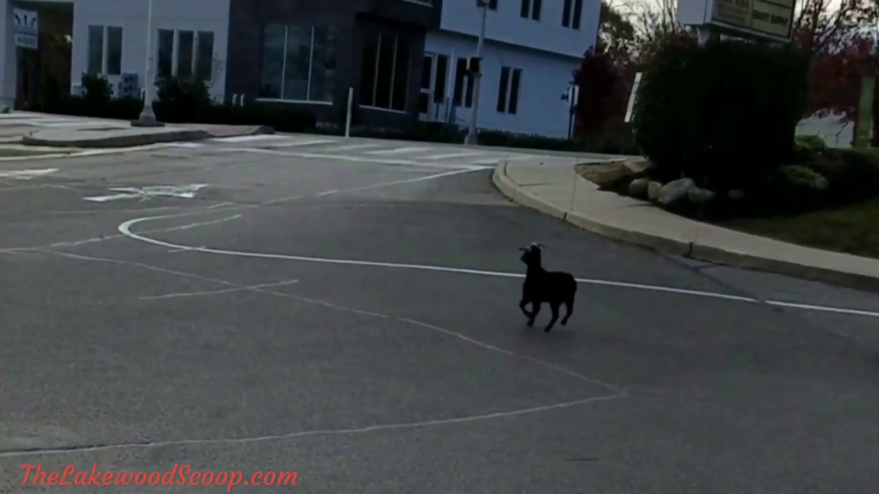 Goat running around Lakewood