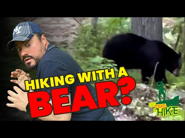 Do Bears Go Take A Hike ? | Stunning Nature Views | City Skyline | Hiking Kaikat Trail for Beginners