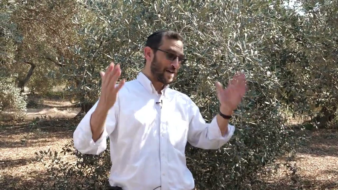 Rabbi Rosner Visits A Olive Farm In Israel