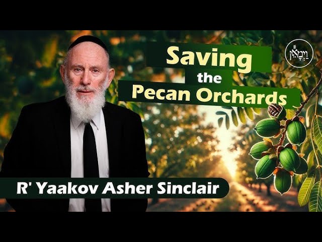 Saving the Pecan Orchards - Rabbi Yaakov Asher Sinclair