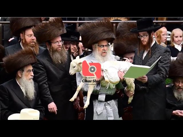 Pidyon Peter Chamor By Satmar Rebbe R’ Aaron - Chol Hamoed Pesach 2025 | פדיון פטר חמור בחצה”ק סאטמר