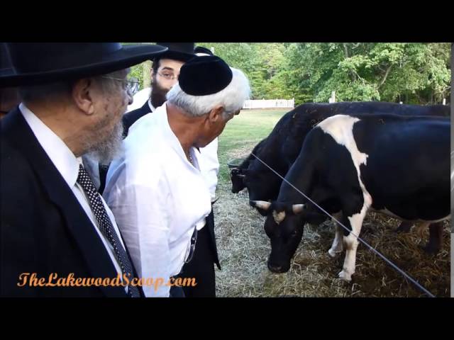 Hagaon Rav Dovid Feinstein Visiting Possible Parah Adumah near Lakewood