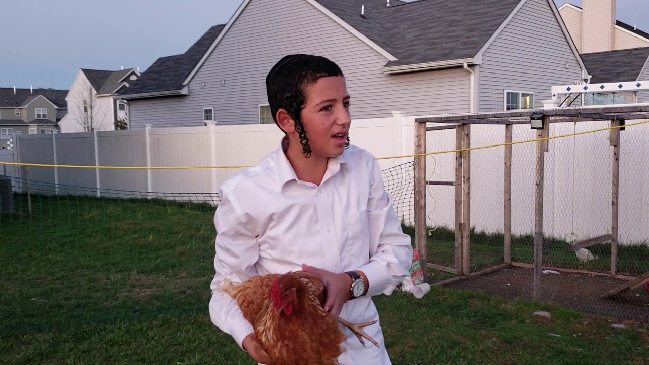 raising backyard chickens in Toms River